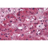 Immunohistochemistry - Anti-ARIH1 Antibody (A83902) - Antibodies.com