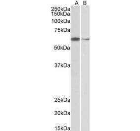 Western Blot - Anti-ARIH2 Antibody (A83903) - Antibodies.com