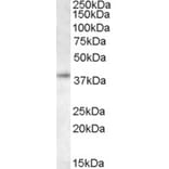 Western Blot - Anti-RING2/RING1B/RNF2 Antibody (A83904) - Antibodies.com