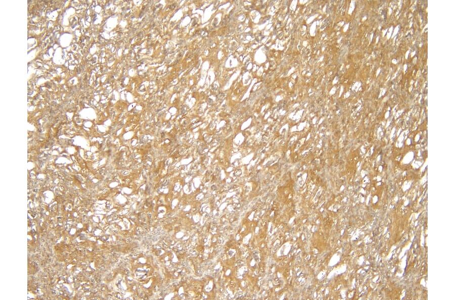 Immunohistochemistry - Anti-TRIM8 Antibody (A83907) - Antibodies.com