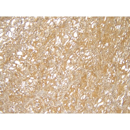 Immunohistochemistry - Anti-TRIM8 Antibody (A83907) - Antibodies.com