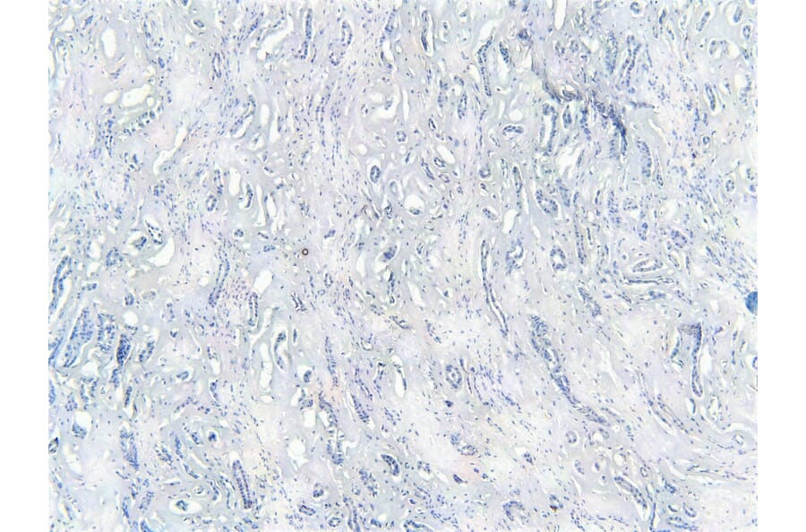 Immunohistochemistry - Anti-TRIM8 Antibody (A83907) - Antibodies.com