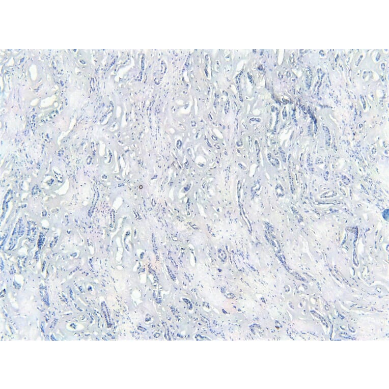Immunohistochemistry - Anti-TRIM8 Antibody (A83907) - Antibodies.com