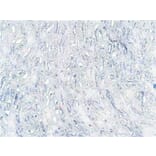Immunohistochemistry - Anti-TRIM8 Antibody (A83907) - Antibodies.com