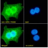 Immunofluorescence - Anti-TRIM8 Antibody (A83907) - Antibodies.com