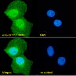 Immunofluorescence - Anti-TRIM8 Antibody (A83907) - Antibodies.com