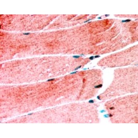 Immunohistochemistry - Anti-MURF1 Antibody (A83908) - Antibodies.com