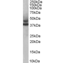 Western Blot - Anti-TRIM54 Antibody (A83909) - Antibodies.com