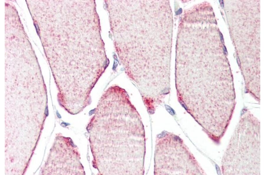 Immunohistochemistry - Anti-TRIM54 Antibody (A83909) - Antibodies.com
