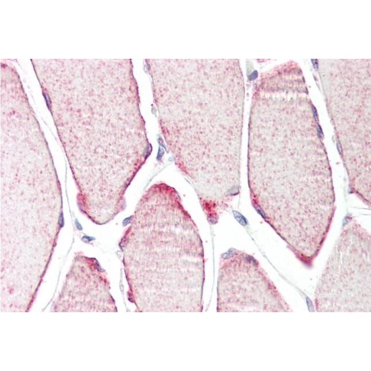 Immunohistochemistry - Anti-TRIM54 Antibody (A83909) - Antibodies.com