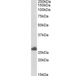 Western Blot - Anti-RNF35 Antibody (A83911) - Antibodies.com