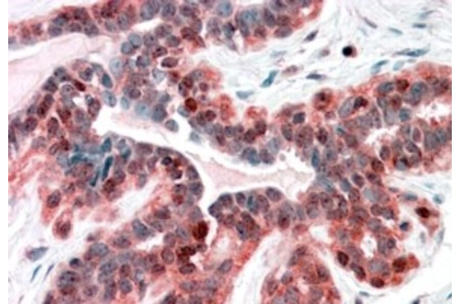 Immunohistochemistry - Anti-SNX12 Antibody (A83912) - Antibodies.com
