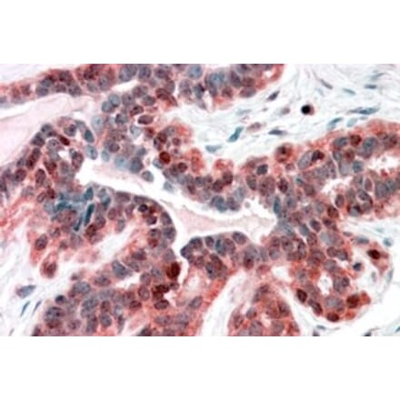 Immunohistochemistry - Anti-SNX12 Antibody (A83912) - Antibodies.com