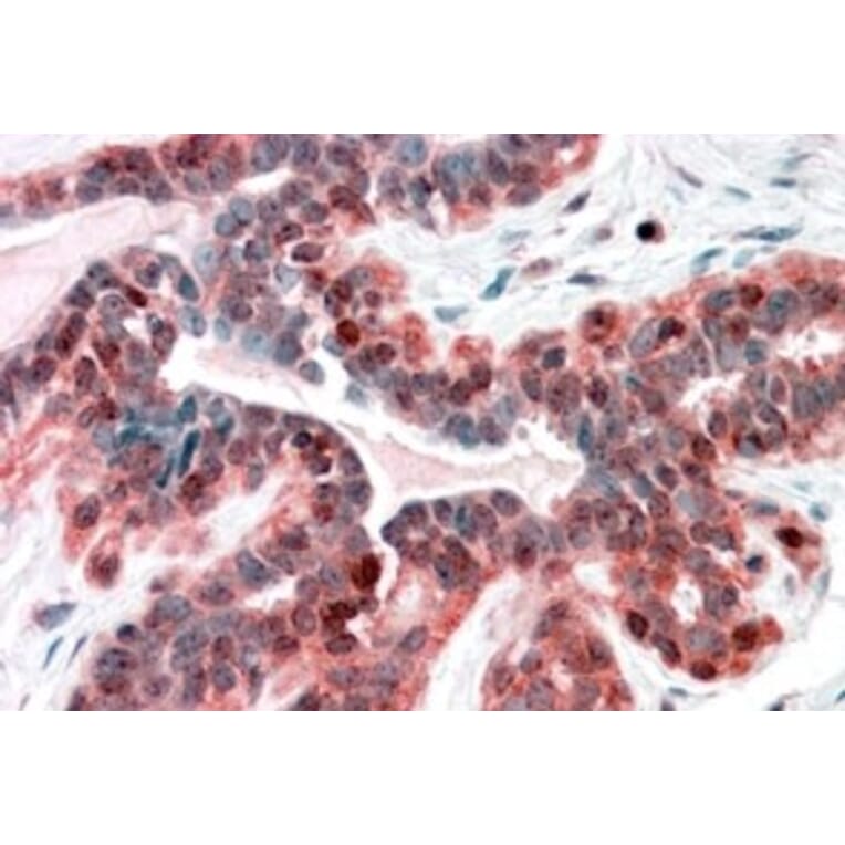 Immunohistochemistry - Anti-SNX12 Antibody (A83912) - Antibodies.com