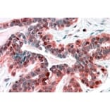 Immunohistochemistry - Anti-SNX12 Antibody (A83912) - Antibodies.com