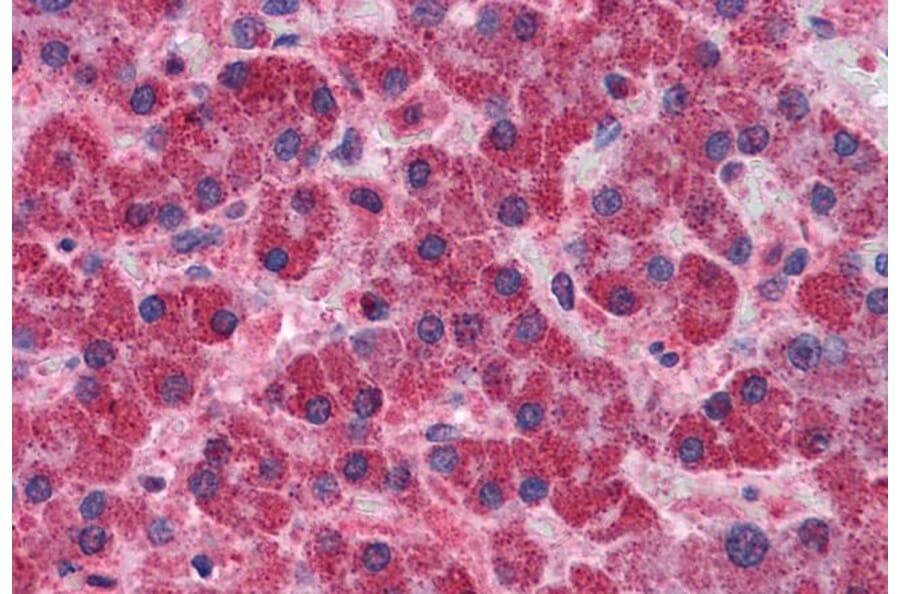 Immunohistochemistry - Anti-SNX12 Antibody (A83912) - Antibodies.com