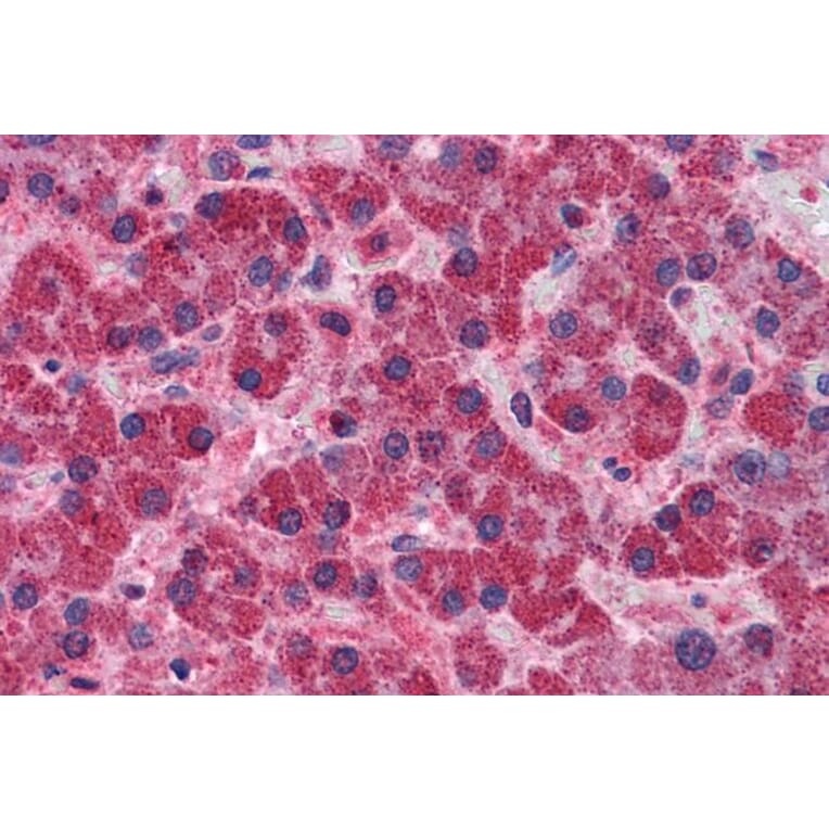 Immunohistochemistry - Anti-SNX12 Antibody (A83912) - Antibodies.com