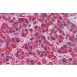 Immunohistochemistry - Anti-SNX12 Antibody (A83912) - Antibodies.com