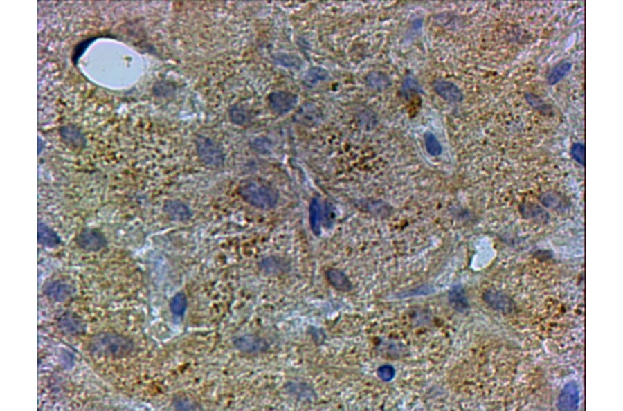 Immunohistochemistry - Anti-PEX13 Antibody (A83913) - Antibodies.com