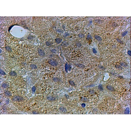 Immunohistochemistry - Anti-PEX13 Antibody (A83913) - Antibodies.com