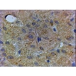 Immunohistochemistry - Anti-PEX13 Antibody (A83913) - Antibodies.com