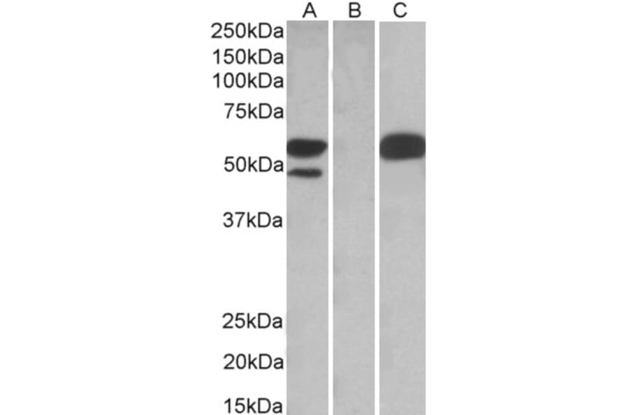Western Blot - Anti-TRIM21 Antibody (A83914) - Antibodies.com
