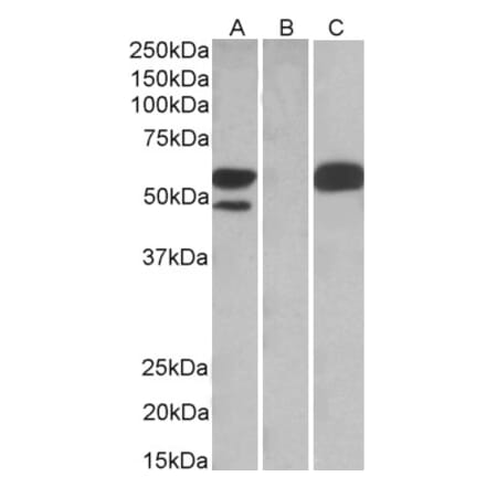 Western Blot - Anti-TRIM21 Antibody (A83914) - Antibodies.com