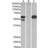 Western Blot - Anti-TRIM21 Antibody (A83914) - Antibodies.com