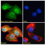 Immunofluorescence - Anti-TRIM21 Antibody (A83914) - Antibodies.com