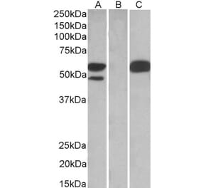 Western Blot - Anti-TRIM21 Antibody (A83914) - Antibodies.com