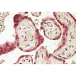 Immunohistochemistry - Anti-TRC8 Antibody (A83915) - Antibodies.com