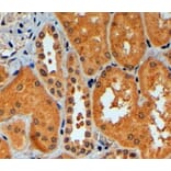 Immunohistochemistry - Anti-TRIM11 Antibody (A83916) - Antibodies.com