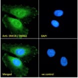 Immunofluorescence - Anti-SNX18 Antibody (A83917) - Antibodies.com