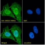Immunofluorescence - Anti-SNX18 Antibody (A83917) - Antibodies.com