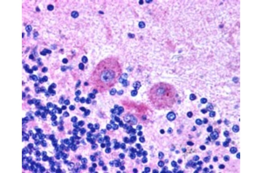 Immunohistochemistry - Anti-SNX26 Antibody (A83918) - Antibodies.com