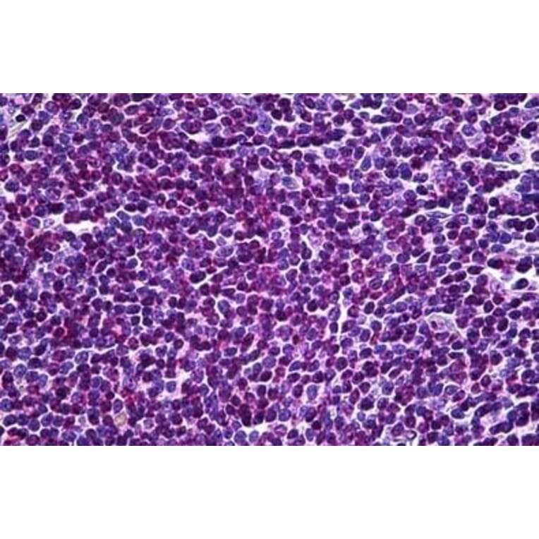 Immunohistochemistry - Anti-EDD Antibody (A83919) - Antibodies.com