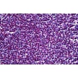 Immunohistochemistry - Anti-EDD Antibody (A83919) - Antibodies.com