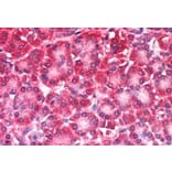 Immunohistochemistry - Anti-CARD6 Antibody (A83920) - Antibodies.com