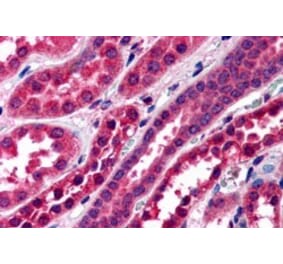 Immunohistochemistry - Anti-Amisyn Antibody (A83924) - Antibodies.com