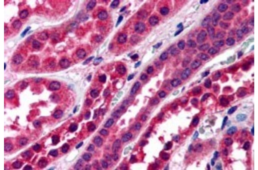 Immunohistochemistry - Anti-Amisyn Antibody (A83924) - Antibodies.com