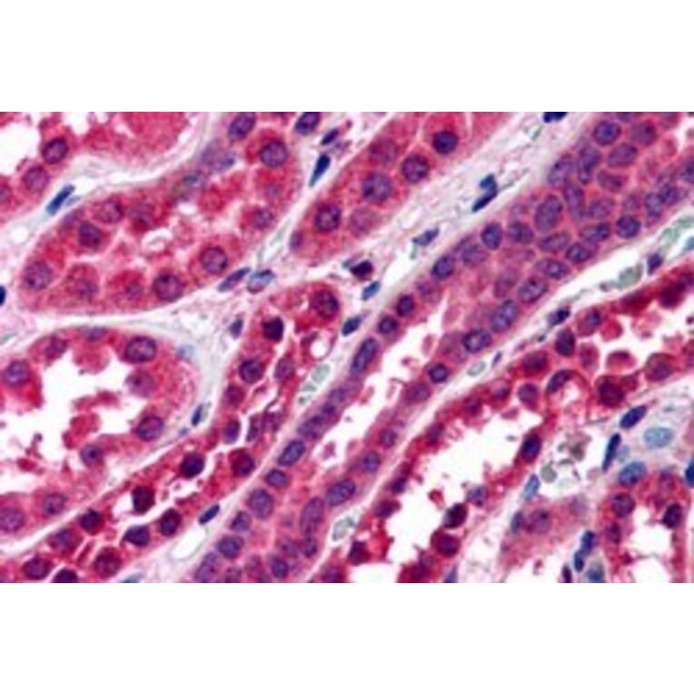 Immunohistochemistry - Anti-Amisyn Antibody (A83924) - Antibodies.com