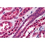 Immunohistochemistry - Anti-Amisyn Antibody (A83924) - Antibodies.com