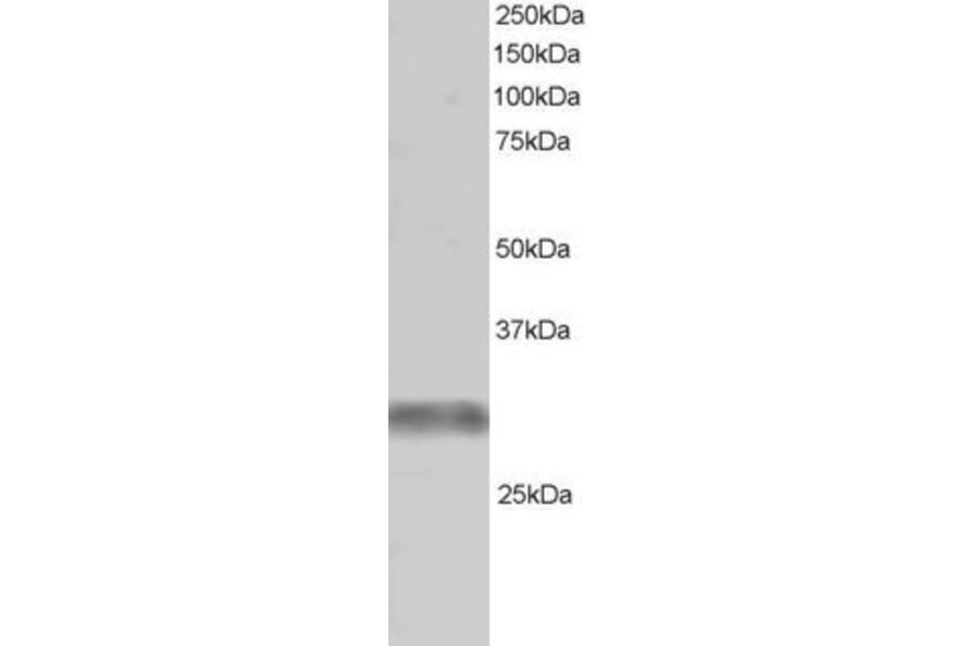 Western Blot - Anti-TRIM7 Antibody (A83925) - Antibodies.com