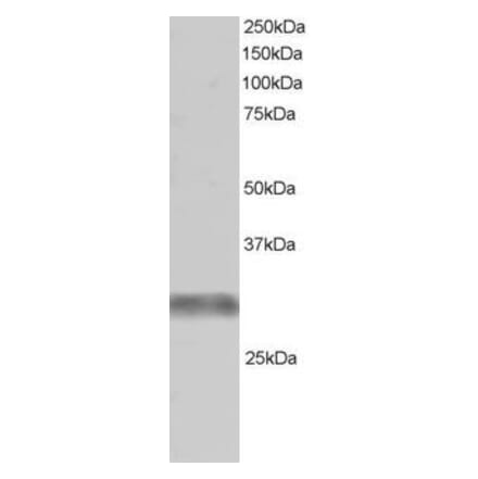 Western Blot - Anti-TRIM7 Antibody (A83925) - Antibodies.com