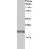 Western Blot - Anti-TRIM7 Antibody (A83925) - Antibodies.com