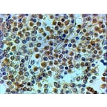 Immunohistochemistry - Anti-TRIP Antibody (A83926) - Antibodies.com