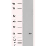 Western Blot - Anti-Pallidin Antibody (A83927) - Antibodies.com