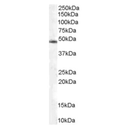 Western Blot - Anti-CSN2 Antibody (A83928) - Antibodies.com