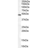 Western Blot - Anti-CSN2 Antibody (A83928) - Antibodies.com