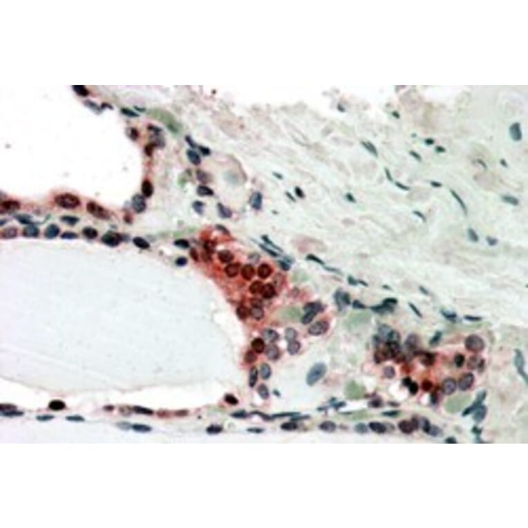 Immunohistochemistry - Anti-CSN2 Antibody (A83928) - Antibodies.com